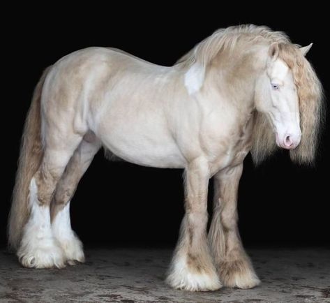 Akhal-teke, Largest Horse Breed, Beautiful Horses Photography, Big Horses, Most Beautiful Horses, Pretty Animals, Draft Horses, White Horses, Cute Horses