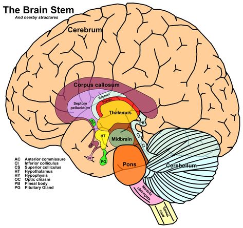 brain+stem | Brain stem Brain Anatomy And Function, Anatomy Lab, Med Notes, Brain Pictures, Brain Diagram, Brain Models, Anatomy Images, Gross Anatomy, Brain Surgeon