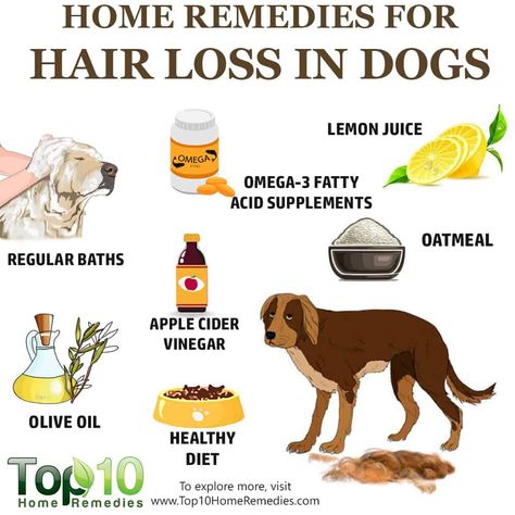 Home Remedies for Hair Loss in Dogs Airy Styles, Top 10 Home Remedies, Luxury Hair Care, Dog Remedies, Dog Itching, Loss Hair, Dog Top, Women Tips, Home Remedies For Hair