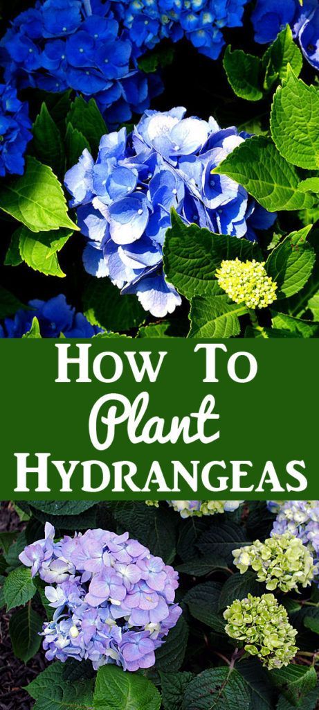 Easy Garden Diy, Flowering Bushes, Container Gardening Ideas, The Graphics Fairy, Hydrangea Garden, Planting Hydrangeas, Blogger Home, Graphics Fairy, Home Vegetable Garden