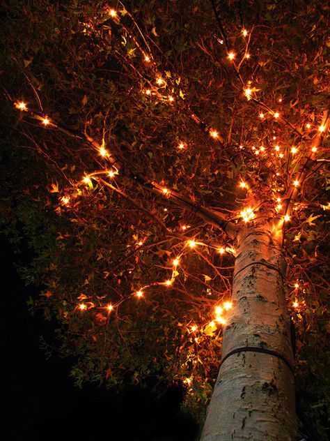 Autumn tree lights night lights outdoors tree autumn leaves October Country, Halloween Tattoo, Autumn Magic, Halloween Lights, Autumn Beauty, Halloween Pictures, Pisco, Autumn Cozy, Autumn Aesthetic