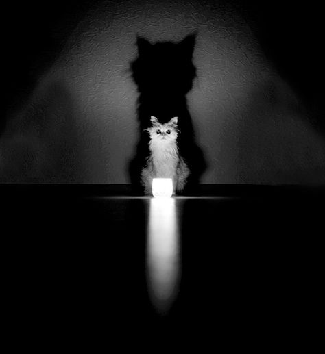 Cats are mysterious enough by their nature already, but these photographers have… Image Chat, White Kittens, Cat Photography, White Cats, Black And White Pictures, White Photo, Crazy Cat Lady, Beautiful Cats, Cat Photo