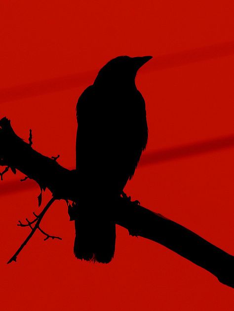 Black and Red by arbyreed on Flickr. Red Crow, Crow Images, Red Raven, Quoth The Raven, Dark Red Wallpaper, Emily The Strange, The Hanged Man, Raven Art, Crows Ravens