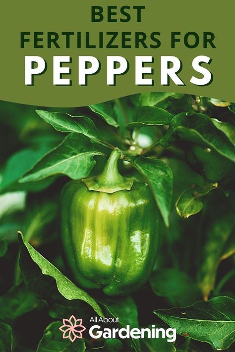 Best Fertilizer For Peppers, Best Fertilizer For Vegetable Garden, Fertilizer For Vegetable Garden, Growing Green Peppers, Organic Fertilizer For Vegetables, Pepper Harvest, Garden Fertilizers, Growing Jalapenos, Mexican Peppers