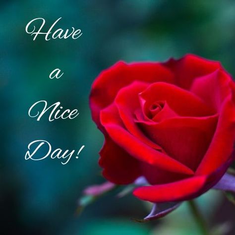 Have A Nice Day Images Wishing You A Wonderful Day, Have An Amazing Day Quotes, Have A Nice Day Images, Nice Day Images, Have A Good Day Quotes, Have A Awesome Day, Kisses Quotes, Beautiful Good Morning Images, Good Morning Snoopy