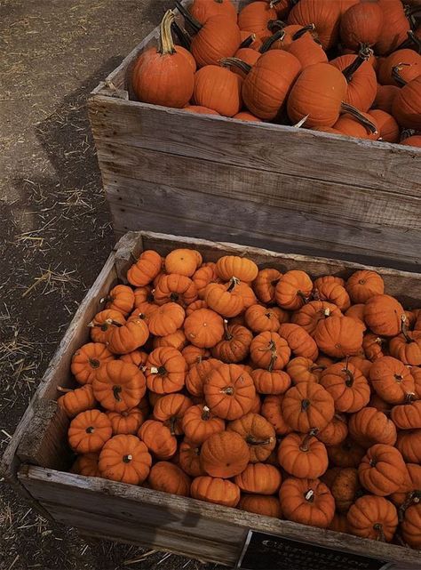 Fall Picnic, Halloween Facts, Fall Mood Board, Pumpkin Patches, The Aesthetics, Pumpkin Spice Season, Picnic Set, Fall Inspo, Season Of The Witch