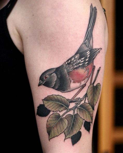 Spotted towhee from our @portlandaudubon fundraiser on Sunday! Thank you for supporting the event! Laurel Tattoo, Sparrow Tattoo Design, Rare Tattoos, Left Arm Tattoos, Sparrow Tattoo, Tatoo Inspiration, Wonderland Tattoo, Make Tattoo, Tattoo Designs For Girls