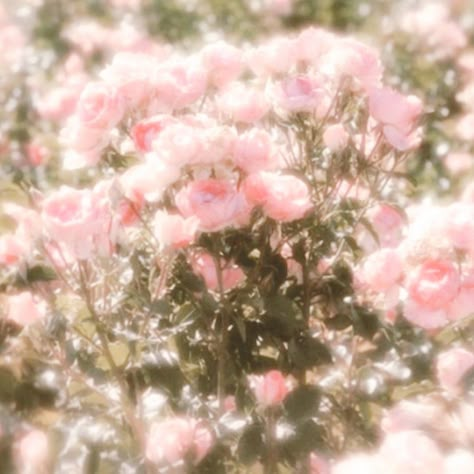 Soft Pink Flowers Aesthetic, Pink Ethereal Aesthetic, Pink Aesthetic Nature, Pink Spring Aesthetic, Pink Floral Aesthetic, Pink Flower Aesthetic, Flowers Pink Roses, Pink Cottagecore, Pink Nature