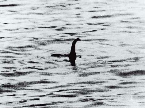 The Loch Ness monster: a modern history Loch Ness Monster Sightings, Monster Sightings, Monster Photo, The Loch Ness Monster, Monster Photos, Mythical Monsters, Soup Ladle, Water Poster, Loch Ness Monster