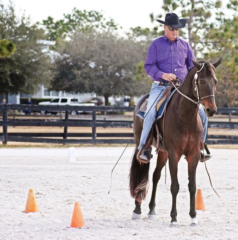 Western Horse Training, Western Dressage, Natural Horsemanship Training, Natural Horsemanship, Horse Training Tips, The Arena, Western Horse, Horse Training, Horse Life