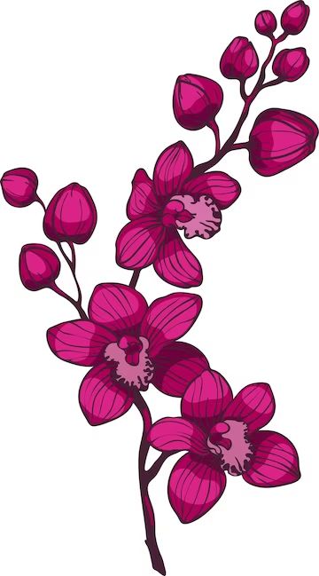 Orchid Vector, Flower Graphics, Orchid Tattoo, Flowers Vector, Vector Food, Orchid Flowers, Purple Orchids, Design Tools, Orchid Flower