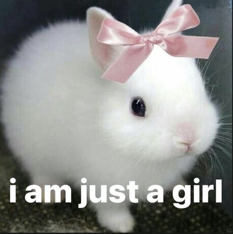 Aesthetic Bunny Pfp, Bunny Meme, Glam Doll, Girl Memes, Funny Bunnies, Bunny Girl, Cute Profile Pictures, Just A Girl, Just Girl Things