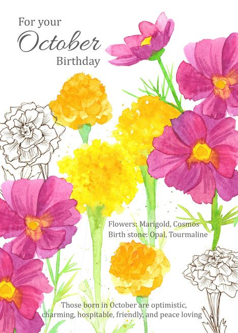 Marigold And Cosmos, Flowers Marigold, October Flowers, Marigold Flowers, The Language Of Flowers, Personality Characteristics, Flowers Card, Cosmos Flowers, Illustration Botanique