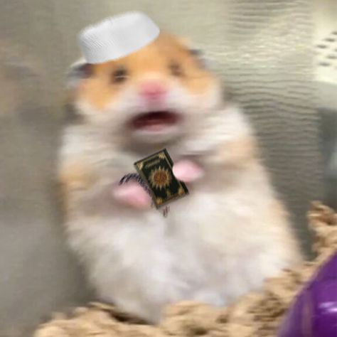 here is a hamster pfp for the halal brothers and sisters (I made this btw) Halal Pfp Aesthetic, Funny Halal Pfp, Ramadan Cat Pfp, Halal Cat Pfp, Funny Islamic Pfp, Wallpaper Stay Halal, Pfp For Brother And Sister, Anime Brothers Matching Pfp, Muslim Cat Pfp