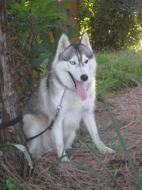 Grey Husky, Pee Stains, White Husky, Dog Behavior Training, Dog Urine, Ppg And Rrb, Reference Pics, Dog Pee, Pet Urine