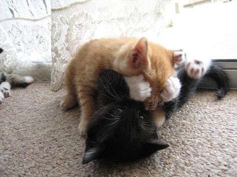 Two Cats, Orange Cat, Black Cat, Kittens, Tumblr, Orange, Black