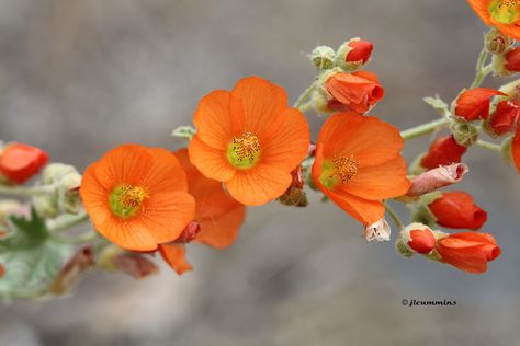 sphaeralcea munroana Globe Mallow Flower, Globe Mallow, Yakima Washington, Texas Wildflowers, October Flowers, Rattle Snake, Botanical Sketchbook, Mallow Flower, Beautiful Flowers Photos