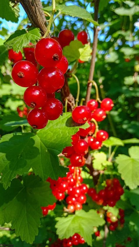 Ripe red currant on the bush in the garden royalty free stock image Currant Bush, Red Currants, Vector Girl, Bush Garden, Red Currant, The Bush, In The Garden, The Garden, Stock Images Free