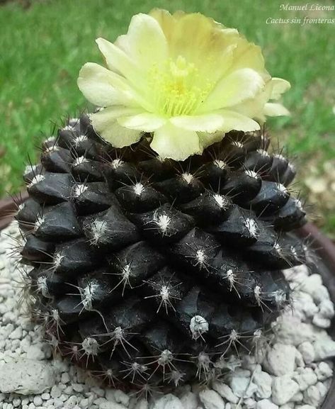 Wow! In my 36 years, i now only see a black cactus! This is cactus, right? 😁 Living Stone Plant, Cactus Indoor, Black Cactus, Garden Cactus, Living Stones, Stone Plant, Plants Cactus, Indoor Cactus, Succulent Seeds