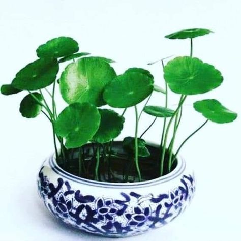 Simple Garden Ideas, Tanaman Air, Simple Garden, Tiny Plants, Evergreen Plants, Plant Decor Indoor, Indoor Gardening, Easy Garden, Medicinal Herbs