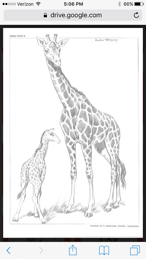 Giraffe Pencil Drawing, Giraffe Drawing Realistic, Baby Giraffe Drawing, Giraffe Drawings, Giraffe Sketch, Animal Line Drawings, Buddha Painting Canvas, Giraffe Drawing, Watercolor Paintings Of Animals