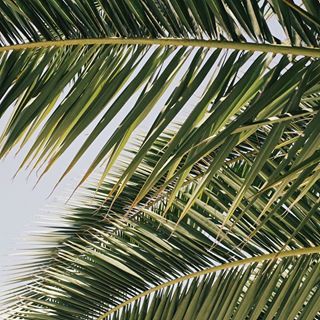 Palm Trees Wallpaper, Tropical Background, Tropical Wallpaper, Plant Aesthetic, Tree Wallpaper, California Dreamin', Instagram Theme, Foto Ideas Instagram, Tropical Paradise