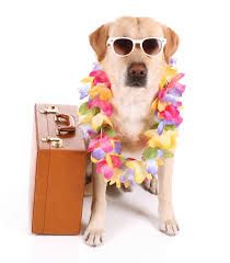 vacation - Google Search Vacation Meme, Pet Boarding, Pet Clinic, Pet Holiday, Pet Sitters, Dog Travel, Service Animal, Senior Dog, Dog Health