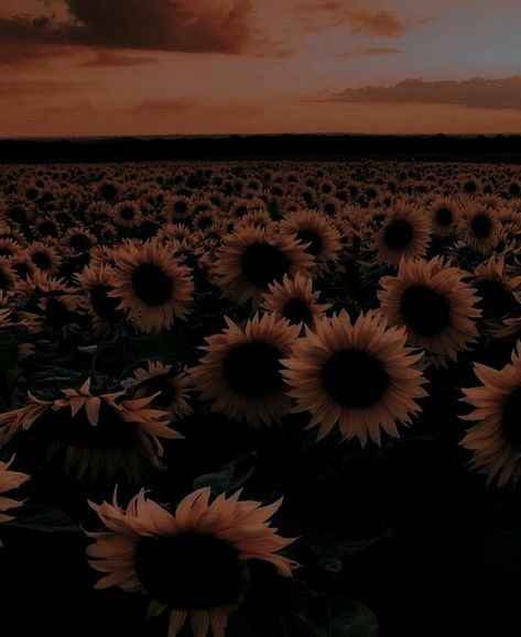 Dark Academia Widget, Brown Eyes Aesthetic, Whatsapp Wallpaper Cute, Sunflower Wallpaper, Emotional Photography, Brown Flowers, Brown Wallpaper, Dark Academia Aesthetic, Brown Aesthetic