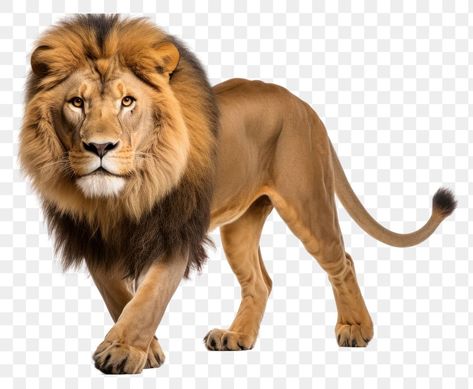 Lion Wildlife, Lion Png, Animal Body Parts, Roaring Lion, Male Lion, Hd Backgrounds, Art Drawings Sketches, Lion King, Drawing Sketches