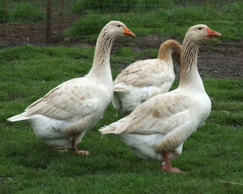 American Buff Geese, Farm Geese, Geese Breeds, Raising Turkeys, Fawn Color, Duck Breeds, Raising Ducks, Canadian Goose, Fawn Colour