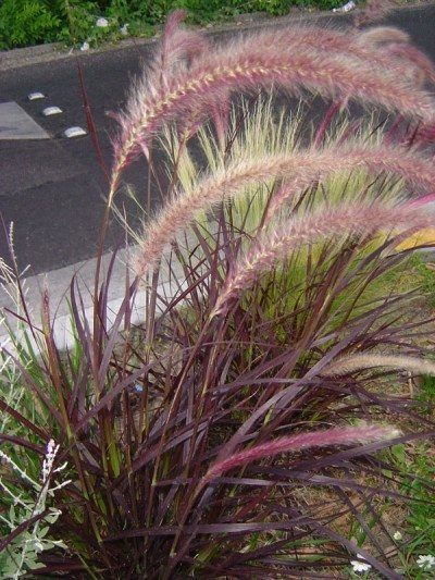 Landscape Grasses, Red Fountain Grass, Ornamental Grass Landscape, Landscape Beds, Garden Critters, Fountain Grass, Gardening Inspiration, Landscape Inspiration, Perennial Flowers