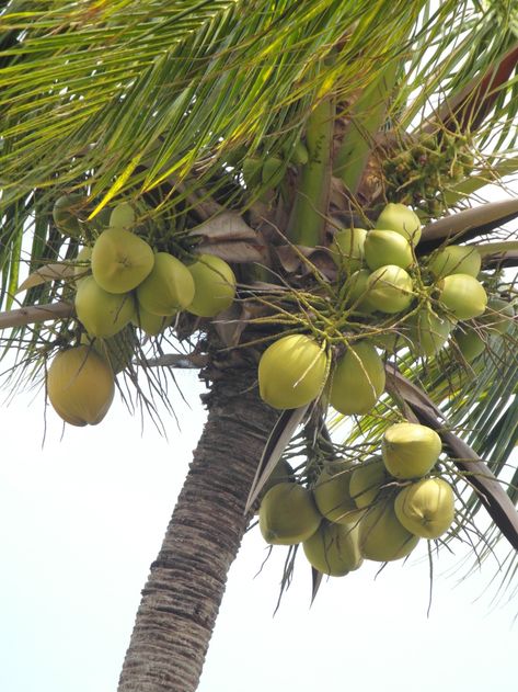 Coconut (Cocos Nucifera) plays a big role within the agrarian economy of India. aside from the importance of copra and copra oil which is widely utilized in the manufacture of soaps, hair oil, cosmetics and other industrial products, its husk may be a source of fibre which supports a large coir industry. The tender nut supplies coconut milk, a well-liked thirst quencher of health and hygienic value. Birdhouses Ideas, Brasil Aesthetic, One Way Ticket, Red Palm, Coconut Trees, Cocos Nucifera, Food Photography Tips, Bird Houses Diy, Sources Of Fiber