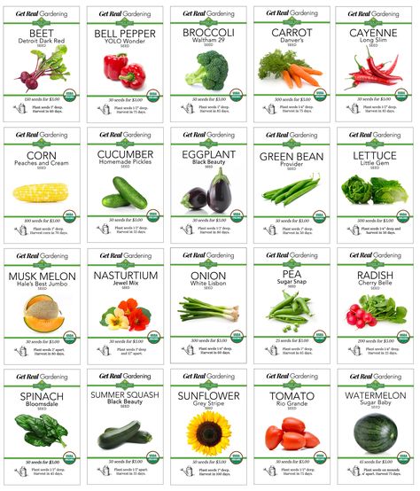 Easiest Fruit To Grow, Easiest Veggies To Grow, Veggies To Grow, Planting Layout, Healing Spices, Garden 101, Indoor Garden Apartment, Easy Vegetables, Growing Calendar