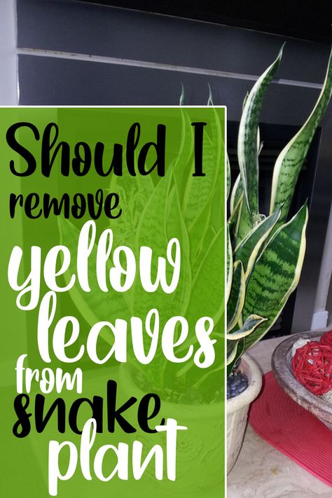 Yellow leaves on snake plant. You can remove yellow leaves from snake plant. This will promote growth of new leaves. When you cut or trim old leaves, plant will shift its focus from yellow leaves to new leaf growth. #yellowleaves #snakeplant #houseplants Plant Therapy, Green Baby, Yellow Leaves, Snake Plant, House Plant, New Leaf, House Plants, Plant Leaves, You Think