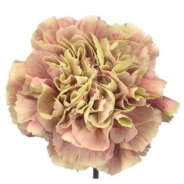 CARNATION ANTIQUA is a Green/Pink cut flower. It is approx. 70cm tall. Carnation Colors, Pale Pink Weddings, Green Carnation, Dutch Flowers, Flower Types, Flower Guide, Flower Bucket, Pink Carnations, Florist Supplies