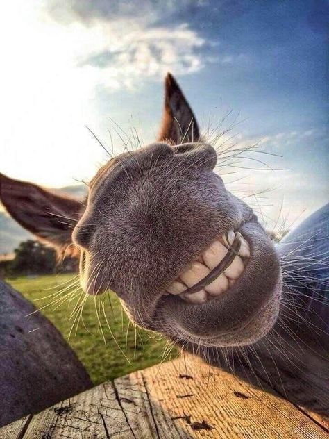 Smiling Animals, Cute Donkey, Animal Portraits, Animal Pics, Donkeys, Animal Love, Beautiful Animals, Beautiful Horses, Funny Animal