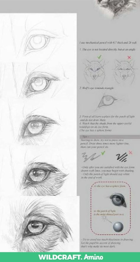 How To Draw Dog Fur, How To Draw Dog Eyes, How To Draw A Dog Face, Dog Eyes Drawing, Dog Portrait Drawing, Dog Drawing Tutorial, Dog Portraits Painting, Dog Portraits Art, Pencil Drawings Of Animals