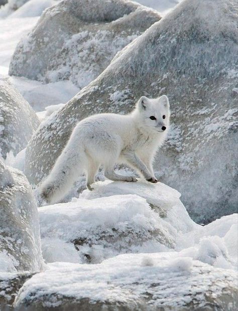 Volpe Artica, Arctic Tundra, Albino Animals, Fox Pictures, Wild Creatures, Arctic Animals, Arctic Fox, Wild Dogs, Cute Fox