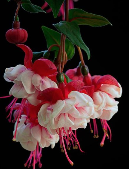 .. Fuchsia Flowers, Unusual Flowers, Exotic Flowers, Flower Beauty, Beautiful Blooms, Flowers Nature, Flower Photos, Flower Pictures, Amazing Flowers