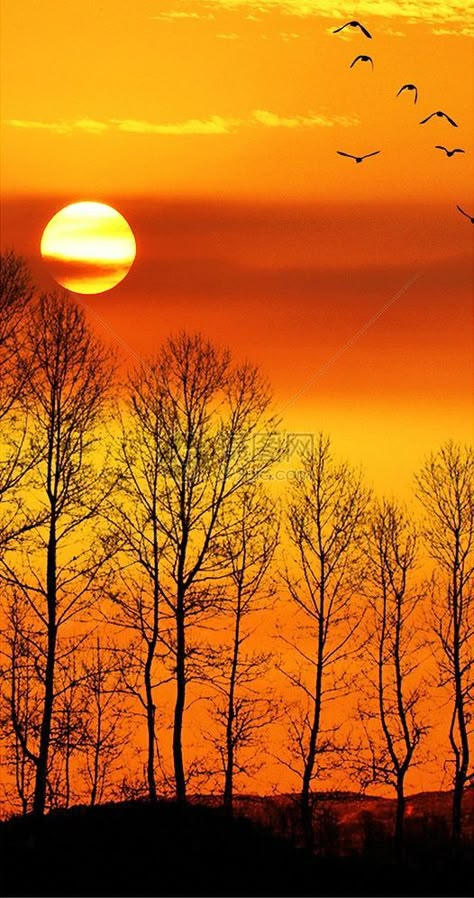 Phone Wallpaper Orange, Sunset Woods, Twilight Sunset, Phone Screensaver, Ocean Landscape Painting, Scenery Beautiful, Sunset Canvas Painting, Trees Beautiful, Drawing Scenery