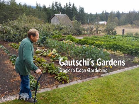 Back To Eden Garden Layout, Nitrogen Fixers, Back To Eden Gardening, Back To Eden Garden, Garden Techniques, Pnw Garden, Sequim Washington, Back To Eden, Garden Notes