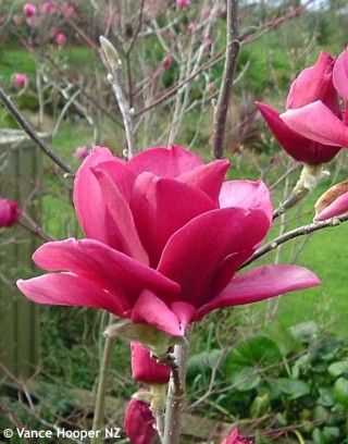 Magnolia x 'Ian's Red' | Magnolia Picard's Ruby x Magnolia Vulcan Pruning Rhododendrons, Tulip Magnolia, Red Magnolia, Flowers Photography Wallpaper, Plant Protection, Magnolia Trees, Magnolia Flower, Garden Trees, Veggie Garden