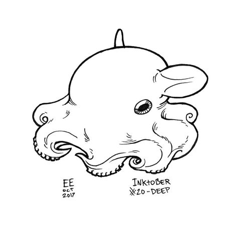 Flapjack Octopus Tattoo, Dumbo Octopus Art, Flapjack Octopus Drawing, Vampire Squid Drawing, Dumbo Octopus Tattoo, Squid Drawing Cute, Nudibranch Tattoo, Dumbo Octopus Drawing, Vampire Octopus