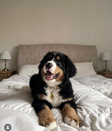 Bernese Mountain Dog Aesthetic, Berner Puppy, Mini Bernese Mountain Dog, Burmese Mountain Dogs, Bernese Dog, Bernese Mountain Dog Puppy, Dog Breeds List, Cute Dogs Images, Pretty Dogs