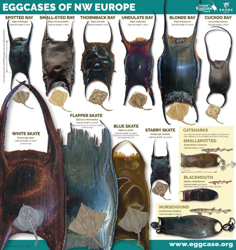 Eggcase ID Guide for NW Europe Natural Crafts, Basking Shark, Sea Beans, Mermaid Purse, Species Of Sharks, Rocks And Fossils, The Choice Is Yours, Marine Biologist, Oceanography