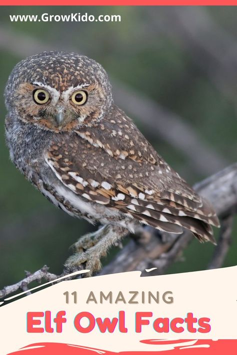 Owl Facts For Kids, Owl Habitat, Elf Owl, Owl Facts, Fun Facts For Kids, Facts For Kids, Owls, Elf, Fun Facts