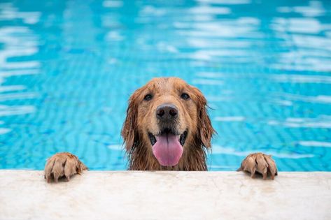 Keep Your Dog Safe This Summer: 5 Tips From a Vet Dog Swimming Pools, Swimming Pool Safety, Pool Floaties, Dog Meme, Dog Pool, Dog Swimming, Pool Safety, Dog Safety, Border Collies