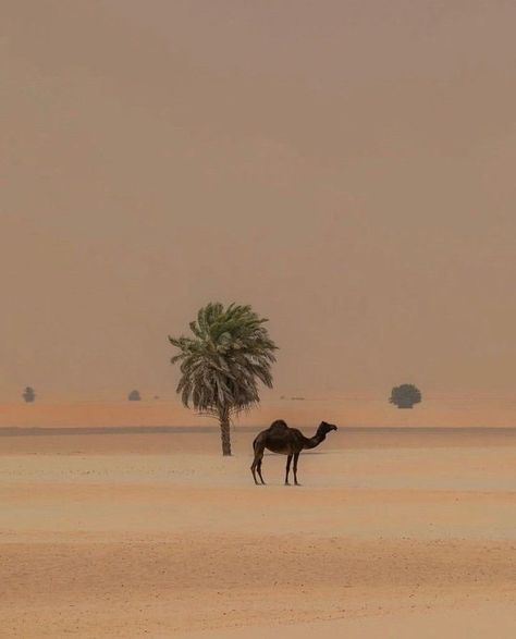 Palm Tree, Mansion, Camel