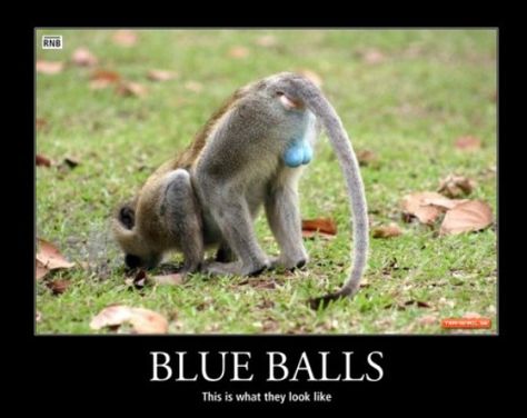 Blue balls Minding My Own Business, Memes Of The Day, Dump A Day, Blue Ball, Daily Pictures, A Monkey, Ancient Rome, Too Funny, Bones Funny