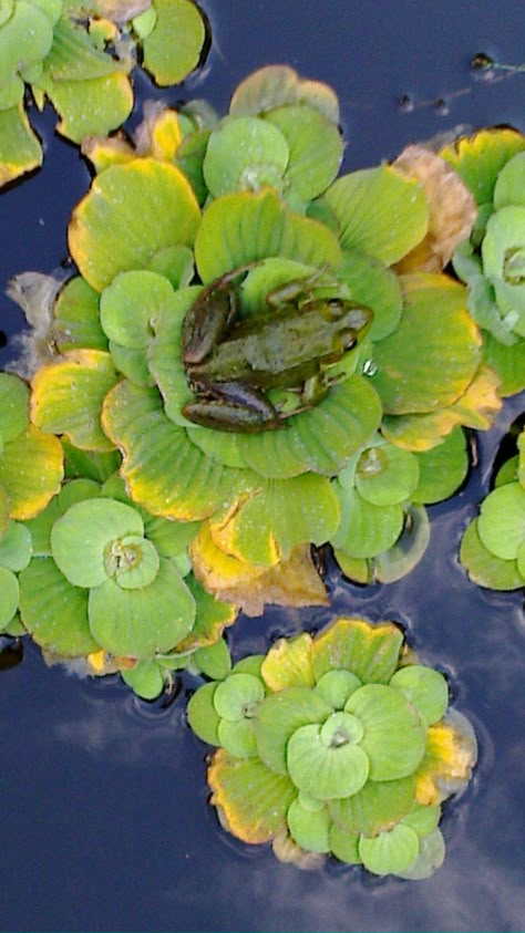 Lilly Pad Wallpaper, Frog On A Lilly Pad Drawing, Toad On Lily Pad, Frog On Lily Pad Painting, Frog Jumping Off Lily Pad, Frog On Lillypad, Frog On Lilypad, Frog Lily Pad, Frogs On Lily Pads